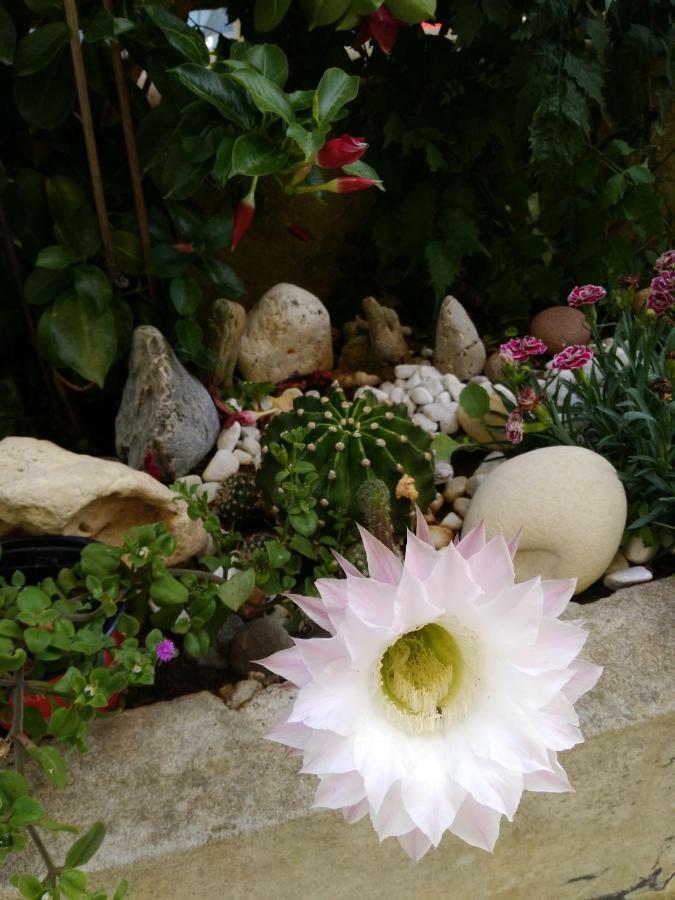 L'Hibiscus Di Lucia Villa Алгеро Екстериор снимка