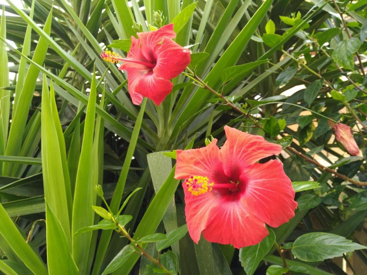 L'Hibiscus Di Lucia Villa Алгеро Екстериор снимка